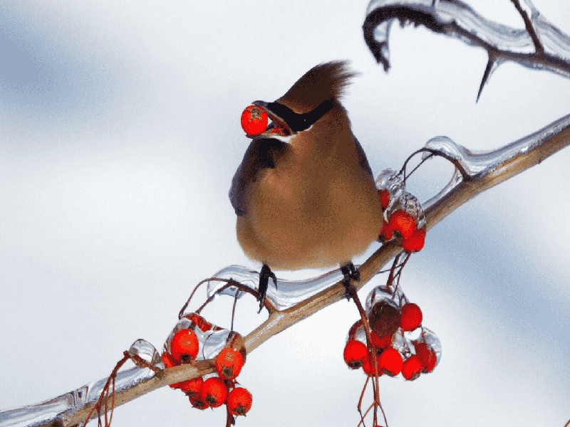 试管降调的影响(试管移植人工内膜)